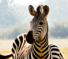 zebra safariresa vinn